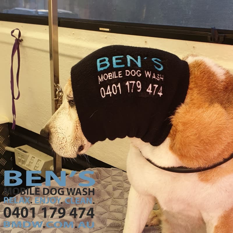 A tan-and-white dog standing beside the mobile grooming trailer in its branded coat