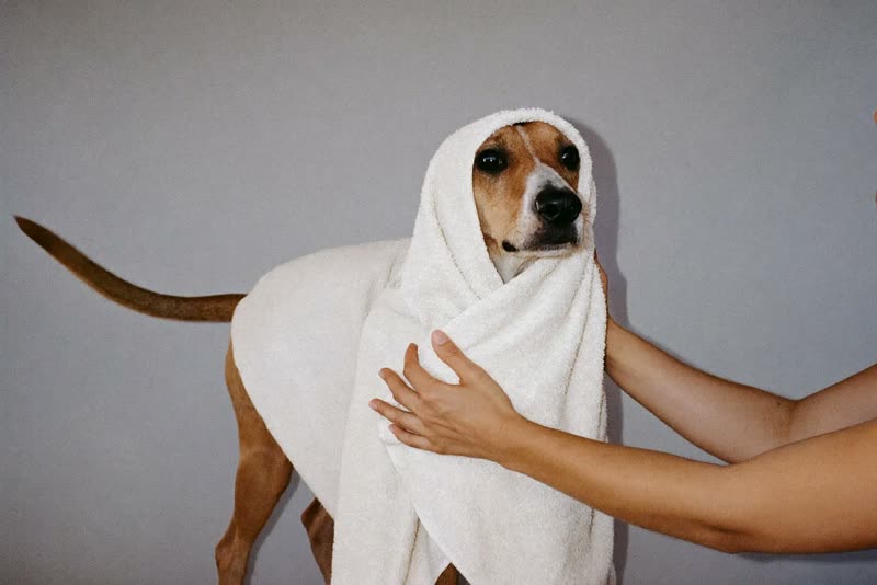 A dog being towel-dried after a wash