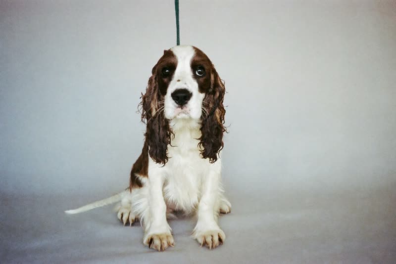 A freshly groomed spaniel sitting calmly