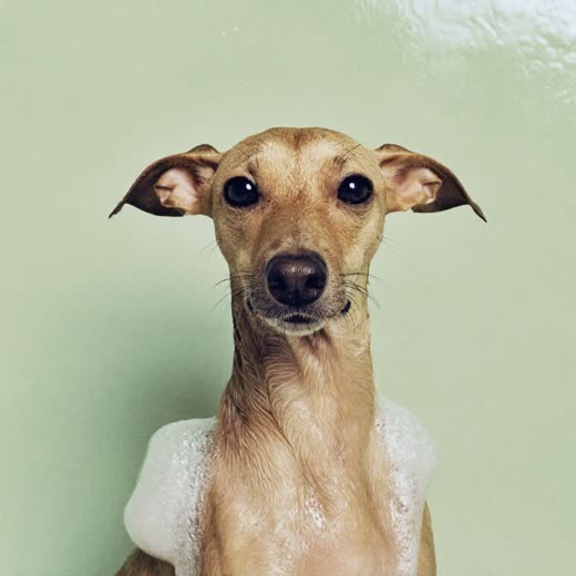 A dog mid-wash with shampoo suds on its coat