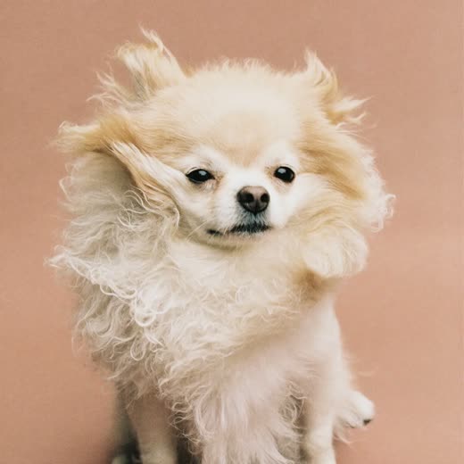 A small dog with a freshly blow-dried fluffy coat