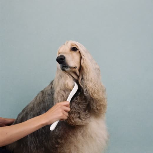 A long-haired dog being brushed out