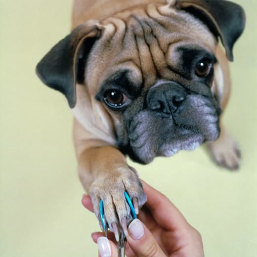A dog's paw having its nails clipped